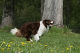 BORDER COLLIE 906